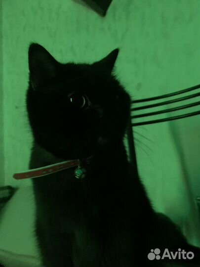 Британская кошка бесплатно