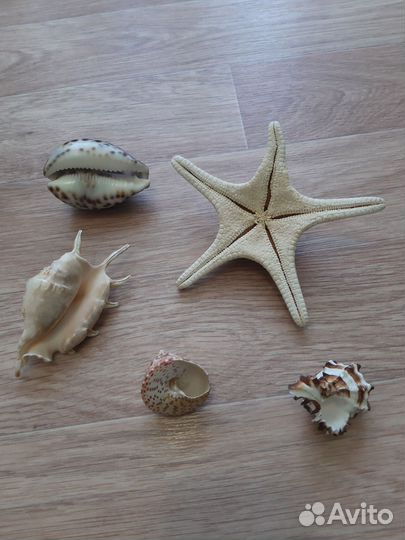 Морские ракушки