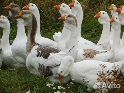 Индоутки, гуси на племя, гусята, утята, цыплята