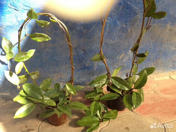 Хойя карноза