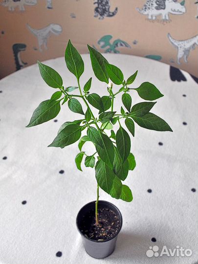 Острый Тайский перец в горшке