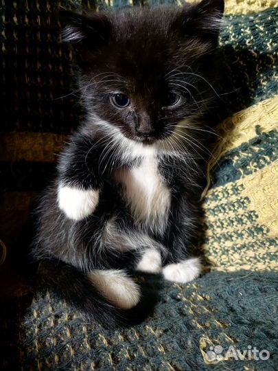 Котик в добрые руки
