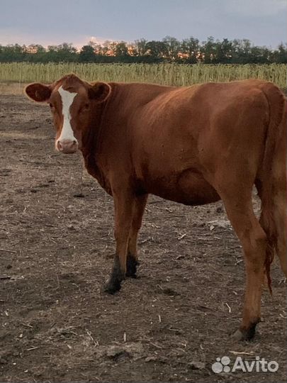 Айширская порода и красностепная