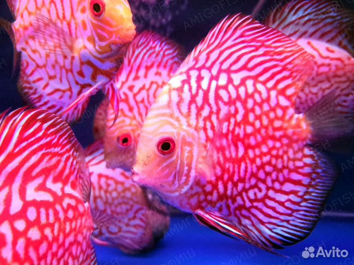 Дискус Пиджен (Pigeon blood Discus) класс А - Вье