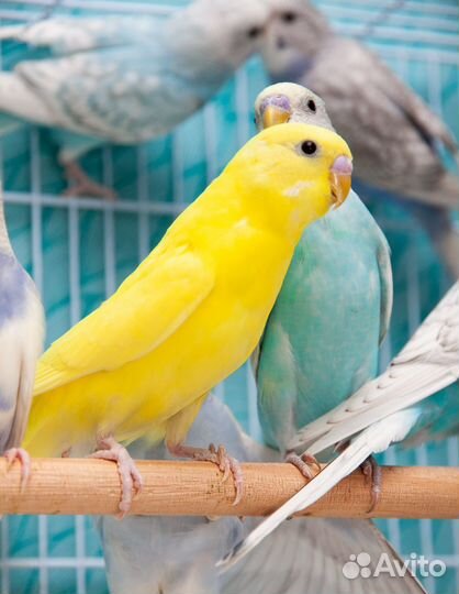 Попугай волнистый