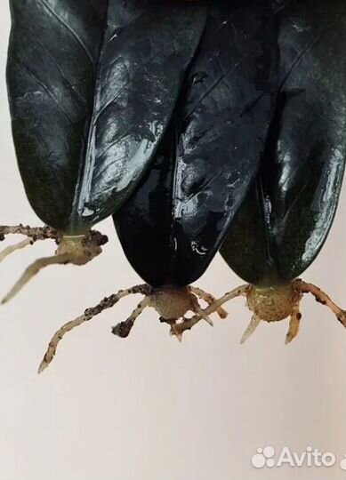 Замиокулькас Равен