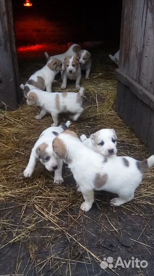 Среднеазиатская овчарка алабай щенки