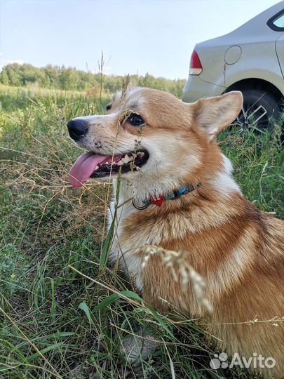 Вязка корги