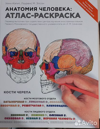 Анатомия атлас раскраска