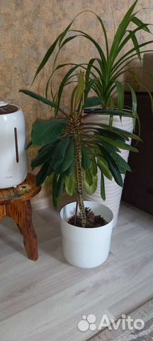 Молочай трехгранный