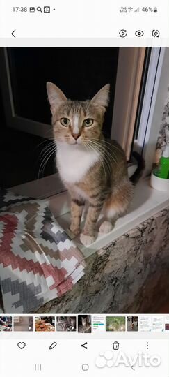 Кошка поиск