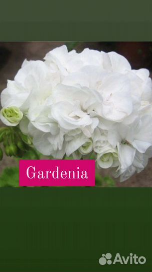 Пеларгонии сортовые