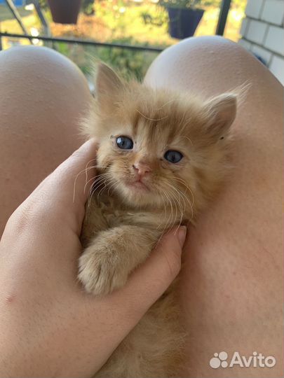 Котята в добрые руки(возможна доставка по лискам)