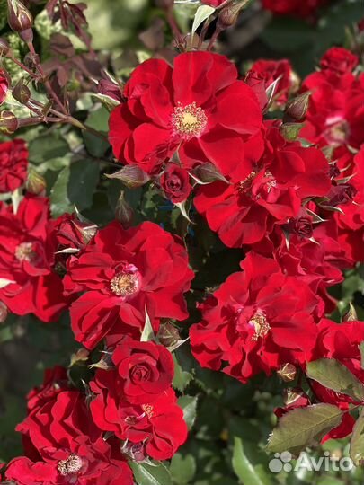 Саженцы роз