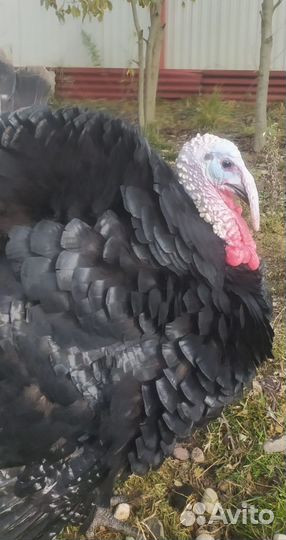 Индюки, индюшки