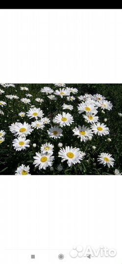 Цветы для сада