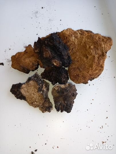 Чага березовая