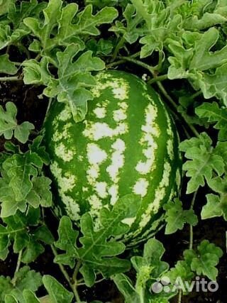 Арбуз оптом каристан