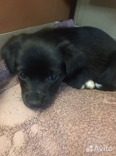 Щенки родились 7.08 папа русский той