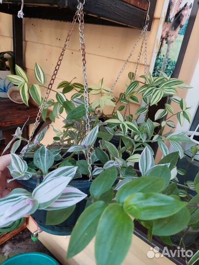 Традесканция