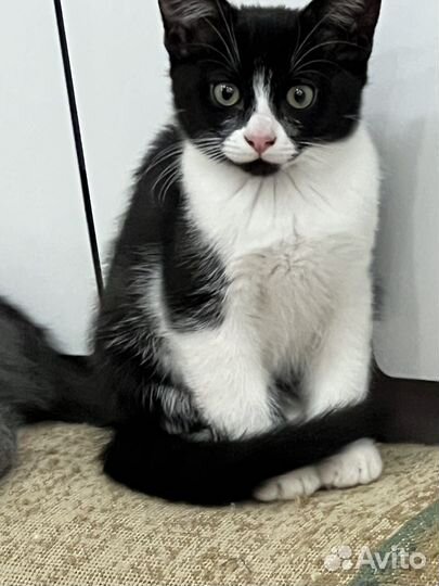 Котёнок Мейнкун