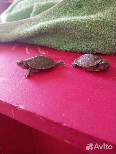 Черепашки красноухие