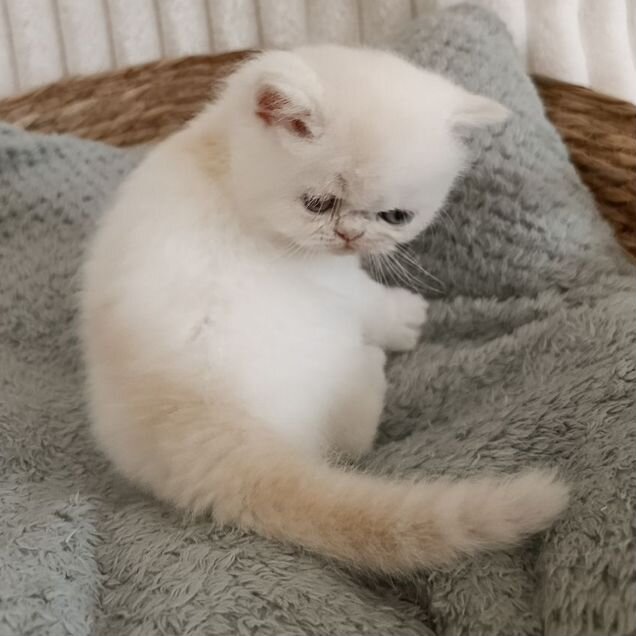 Экзотический короткошёрстный котёнок