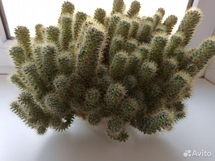 Кактусы Маммилярия