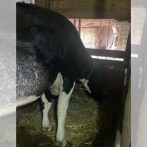 Корова стельная дойная