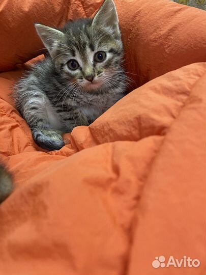 Котята ищут дом
