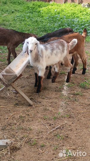 Нубийские козлята