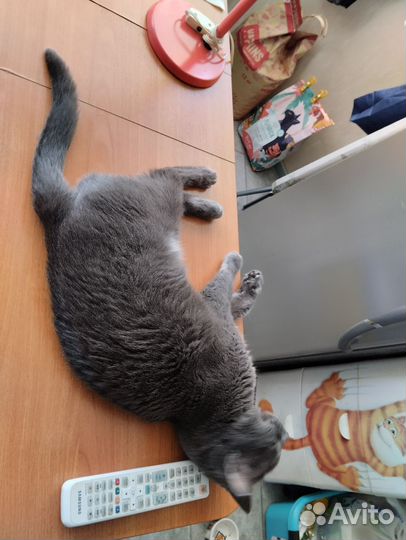 Русский голубой кот