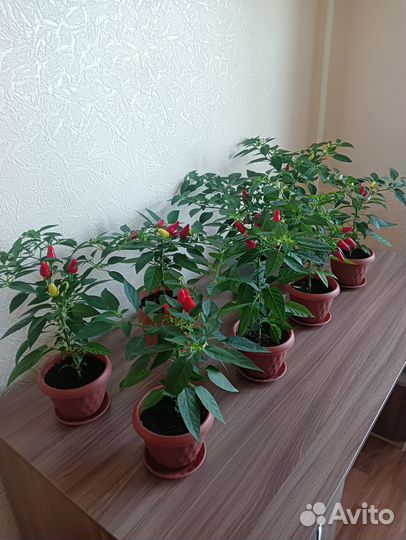 Перец комнатный острый огонёк