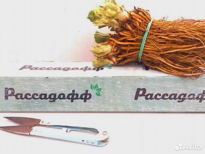 Рассада клубники. Импортные сорта