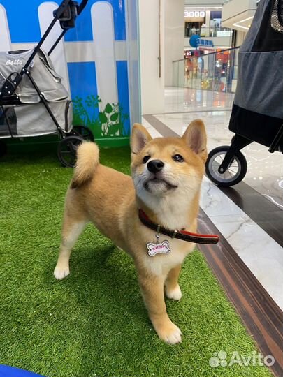 Щенок Сиба ину