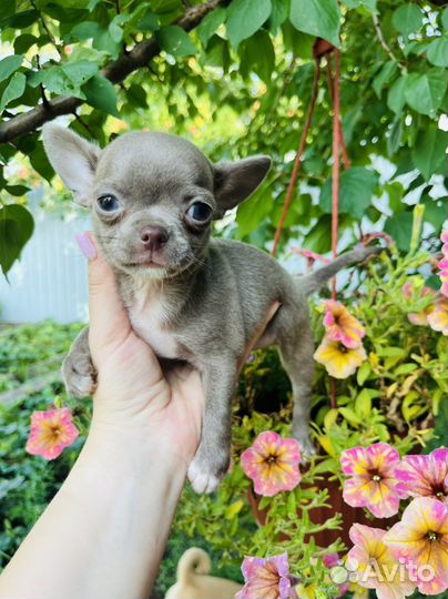 Чихуахуа Лиловые мини Девочки