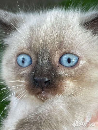 Отдам сиамских котят в добрые руки