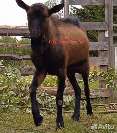 Козлики и козочки, коза дойная альпийской породы