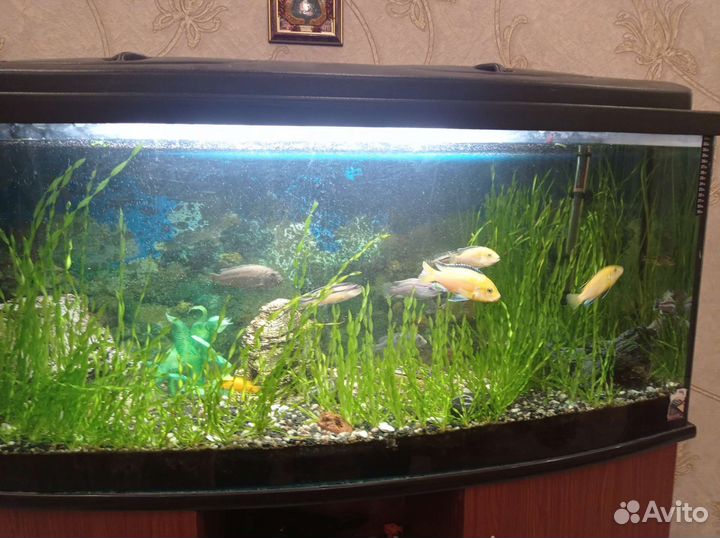 Аквариум с тумбой 200 литров
