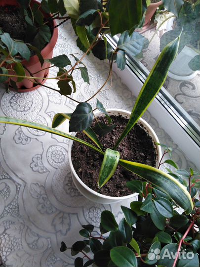 Щучий хвост