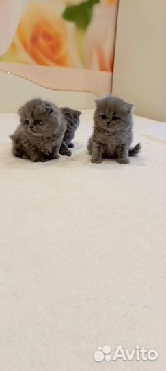 Продам очаровательных котят