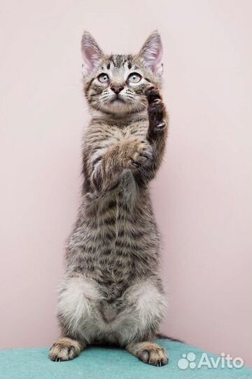 Котик футболист