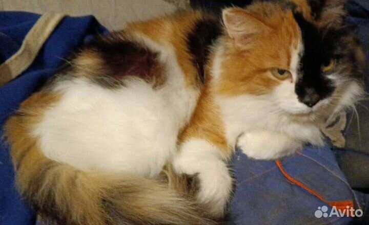 Взрослая красавица ищет дом