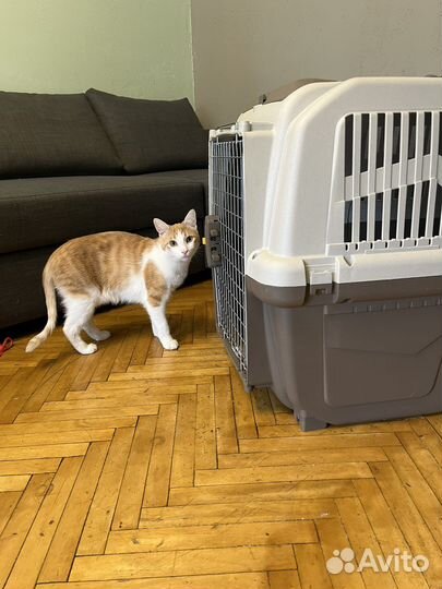 Авиапереноски в самолет для собак