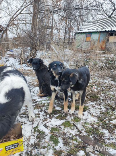 Отдам в добрые руки