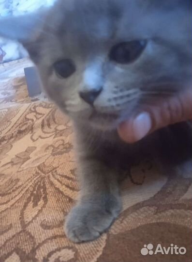 Британская кошка