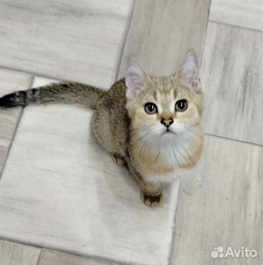 Шотландский котик