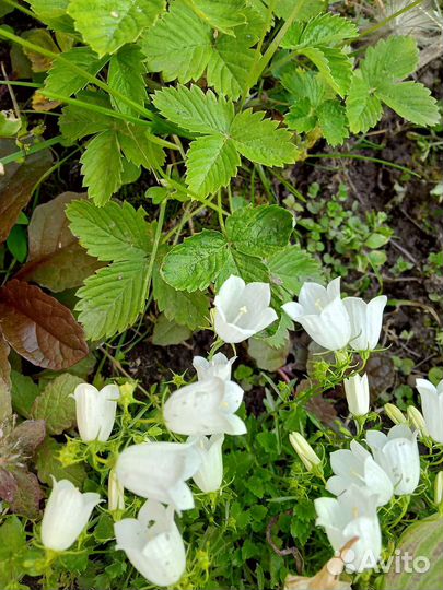Колокольчики белые, синие разные по высоте