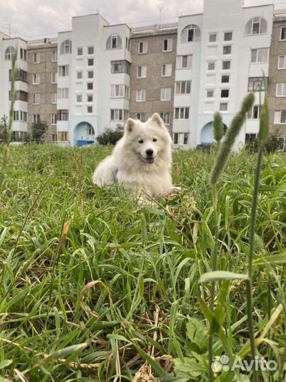 Вязка самоед