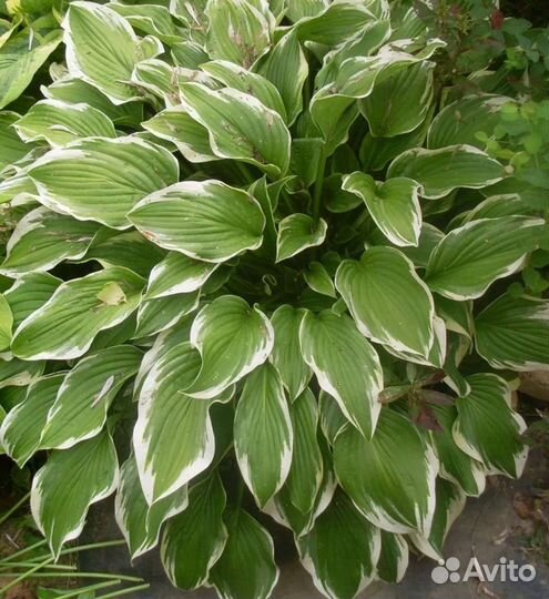 Хоста растение
